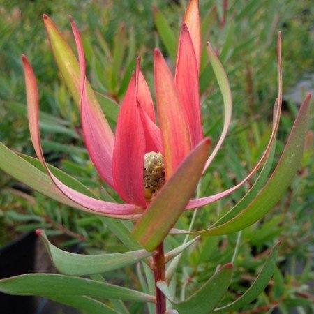 Leucadendron Fireglow (Leucadendron salignum) - Ladybird Nursery