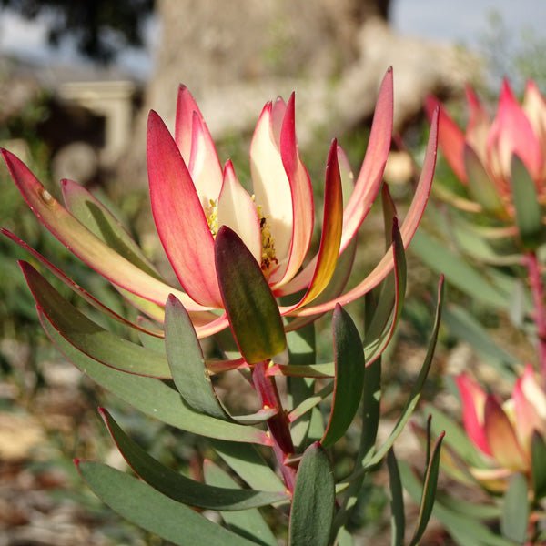 Leucadendron Fireglow (Leucadendron salignum) - Ladybird Nursery