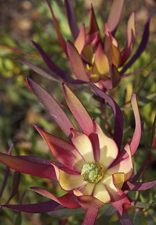 Leucadendron Fireglow (Leucadendron salignum)
