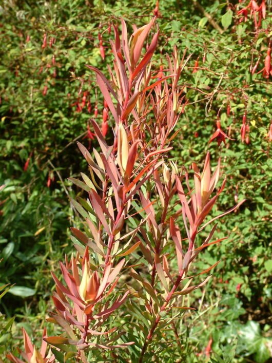 Leucadendron Fireglow (Leucadendron salignum) - Ladybird Nursery