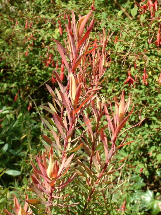 Leucadendron Fireglow (Leucadendron salignum)