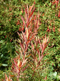 Leucadendron Fireglow (Leucadendron salignum)