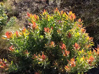 Leucadendron Fireglow (Leucadendron salignum)