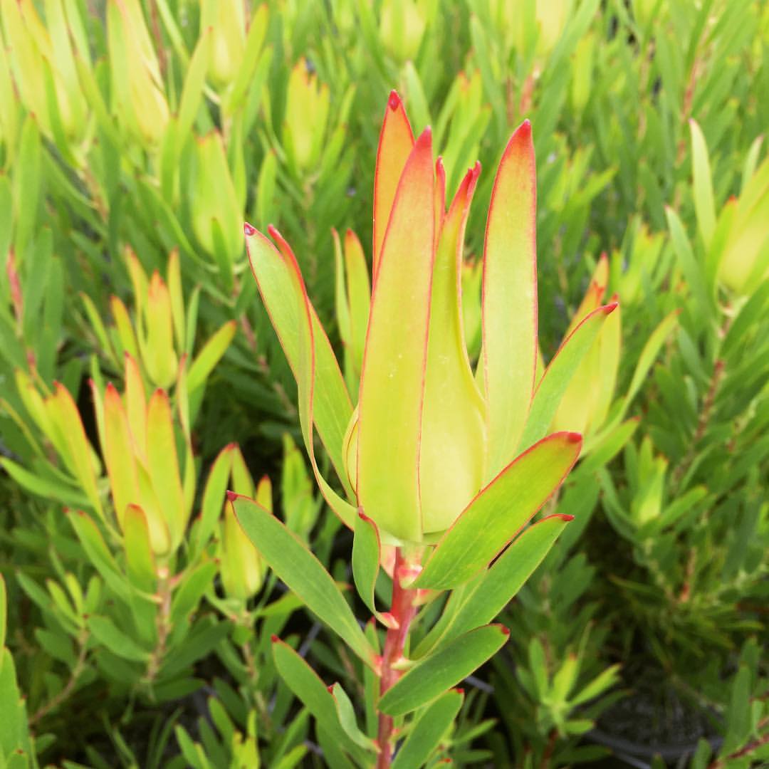 Leucadendron Gold Mitre - Ladybird Nursery