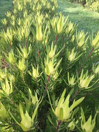 Leucadendron Gold Mitre - Ladybird Nursery