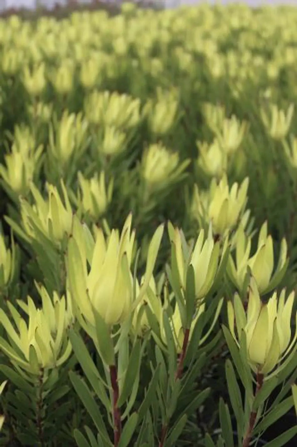 Leucadendron Gold Mitre
