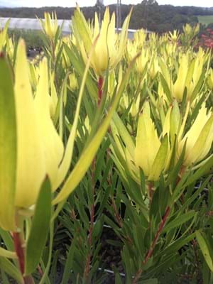 Leucadendron Gold Mitre - Ladybird Nursery