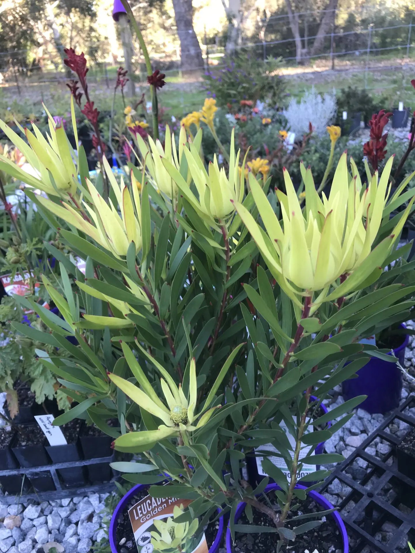 Leucadendron Gold Mitre - Ladybird Nursery
