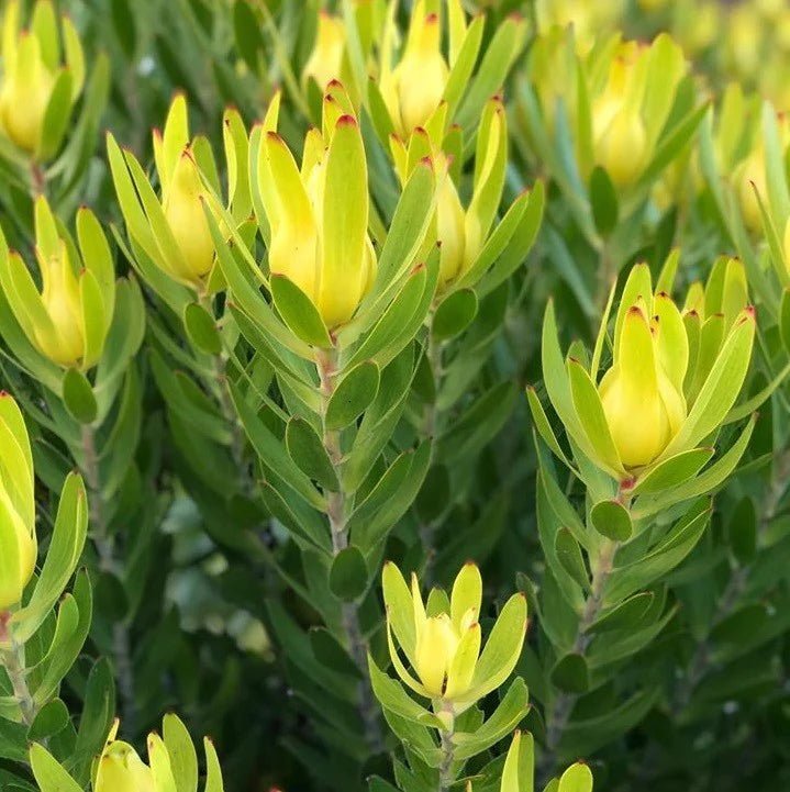 Leucadendron GoldStrike - Ladybird Nursery