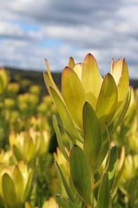 Leucadendron GoldStrike - Ladybird Nursery