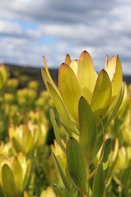 Leucadendron GoldStrike - Ladybird Nursery