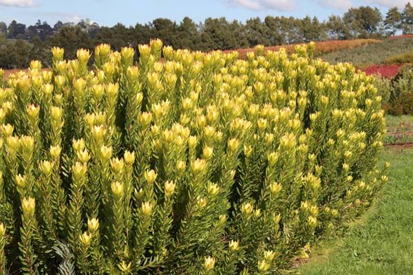 Leucadendron GoldStrike - Ladybird Nursery