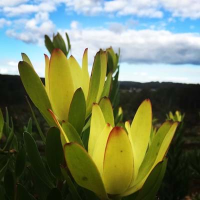 Leucadendron GoldStrike - Ladybird Nursery