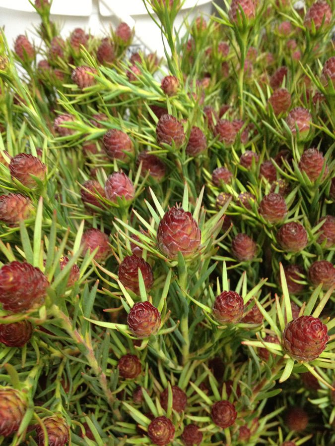 Leucadendron Jubilee Crown - Ladybird Nursery