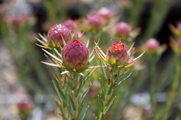 Leucadendron Jubilee Crown - Ladybird Nursery