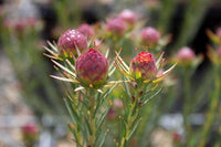 Leucadendron Jubilee Crown - Ladybird Nursery