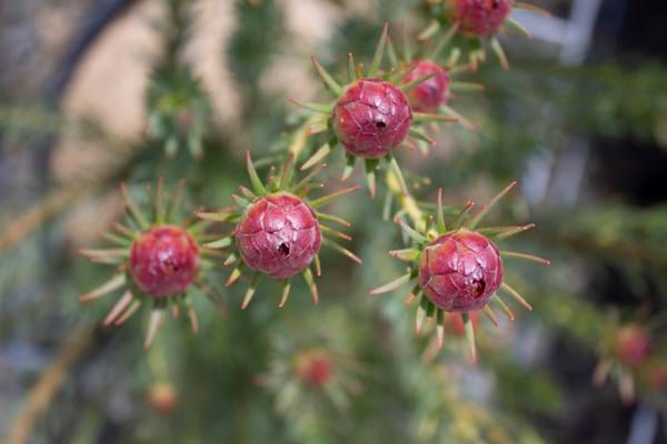 Leucadendron Jubilee Crown - Ladybird Nursery