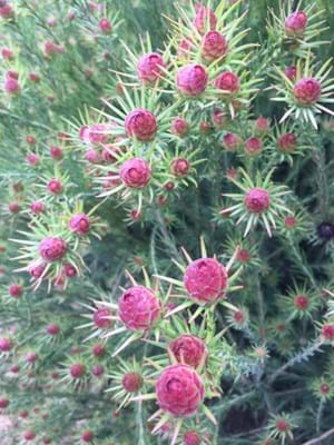 Leucadendron Jubilee Crown