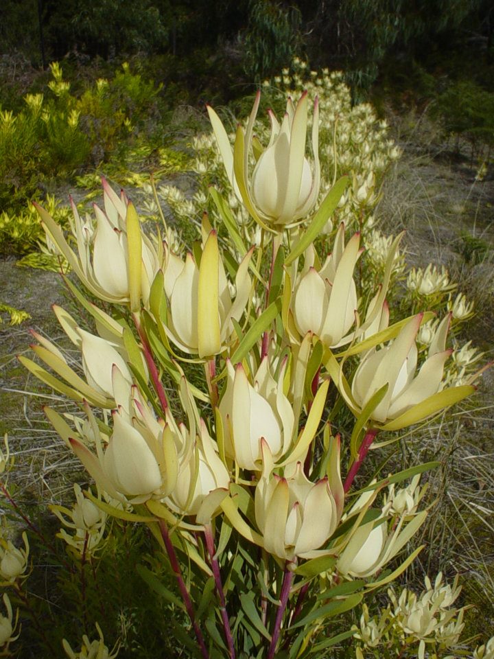 Leucadendron Moon Glow (Leucadendron salignum) 200mm pot - Ladybird Nursery