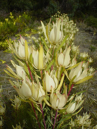 Leucadendron Moon Glow (Leucadendron salignum) 200mm pot