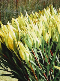 Leucadendron Moon Glow (Leucadendron salignum) 200mm pot