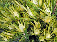 Leucadendron Moon Glow (Leucadendron salignum) - Ladybird Nursery