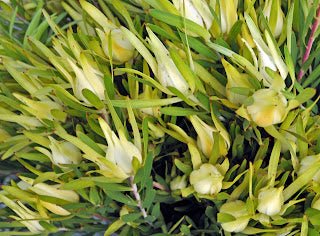Leucadendron Moon Glow (Leucadendron salignum) - Ladybird Nursery