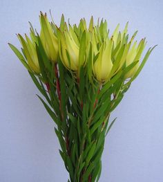 Leucadendron Moon Glow (Leucadendron salignum) - Ladybird Nursery