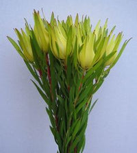 Leucadendron Moon Glow (Leucadendron salignum) - Ladybird Nursery