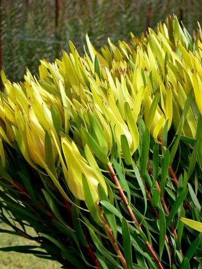 Leucadendron Moon Glow (Leucadendron salignum) 200mm pot
