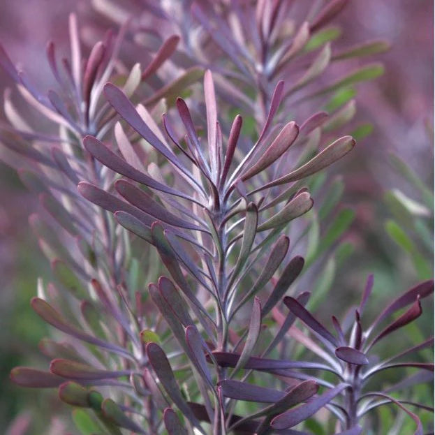 Leucadendron Purple Haze (Leucadendron galpinii)