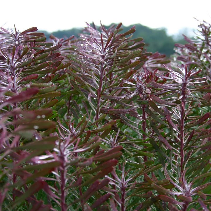 Leucadendron Purple Haze (Leucadendron galpinii) - Ladybird Nursery