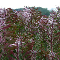 Leucadendron Purple Haze (Leucadendron galpinii) - Ladybird Nursery