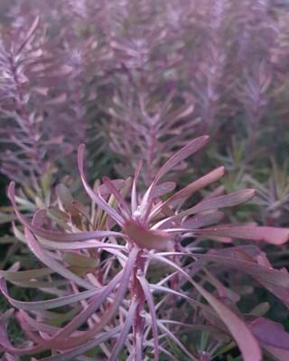Leucadendron Purple Haze (Leucadendron galpinii)