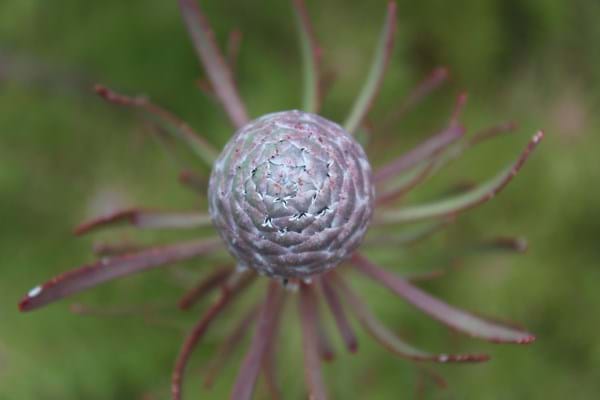 Leucadendron Purple Haze (Leucadendron galpinii) - Ladybird Nursery