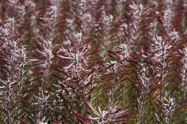 Leucadendron Purple Haze (Leucadendron galpinii) - Ladybird Nursery
