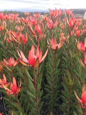 Leucadendron 'Safari Sunset'