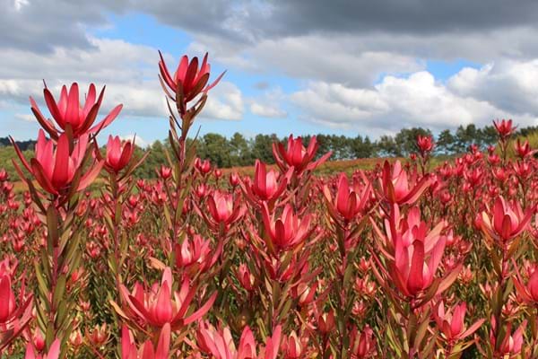 Leucadendron 'Safari Sunset' - Ladybird Nursery