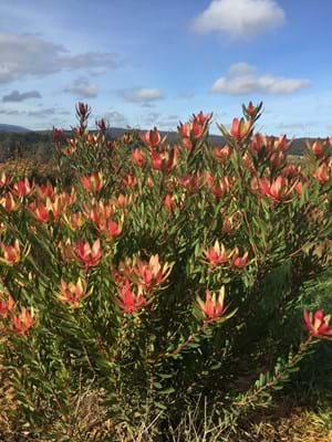 Leucadendron 'Safari Sunset' - Ladybird Nursery