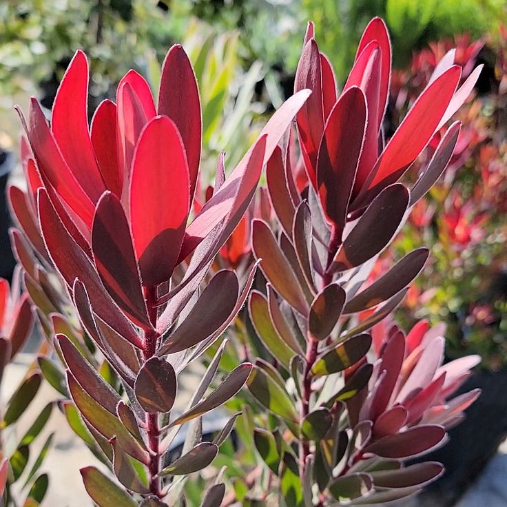 Leucadendron 'Safari Sunset' - Ladybird Nursery