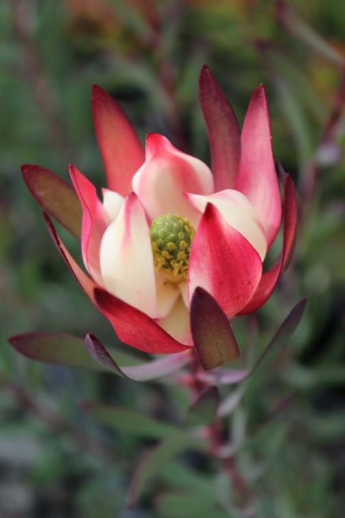 Leucadendron Strawberries and Cream (Leucadendron salignum) - Ladybird Nursery