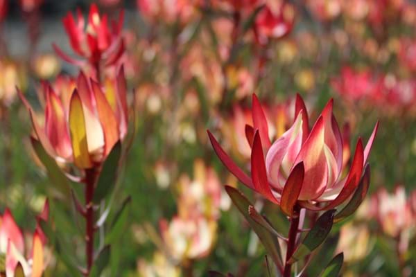 Leucadendron Strawberries and Cream (Leucadendron salignum) - Ladybird Nursery