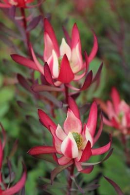 Leucadendron Strawberries and Cream (Leucadendron salignum) - Ladybird Nursery