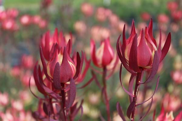 Leucadendron Strawberries and Cream (Leucadendron salignum) - Ladybird Nursery