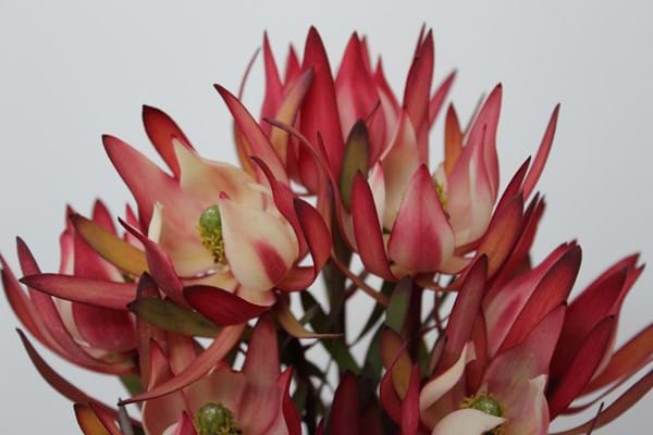 Leucadendron Strawberries and Cream (Leucadendron salignum) - Ladybird Nursery