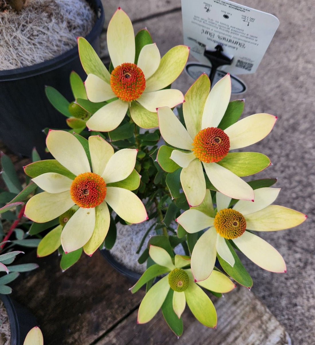 Leucadendron Summer Sun - Ladybird Nursery