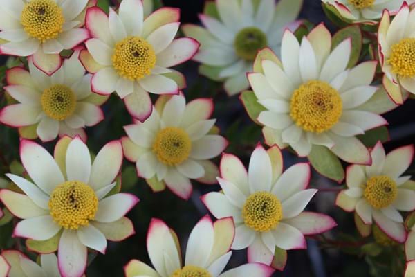 Leucadendron Sundance - Ladybird Nursery