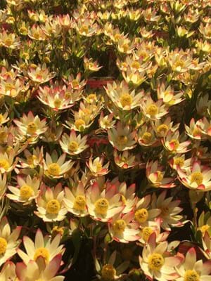 Leucadendron Sundance - Ladybird Nursery