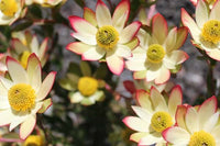 Leucadendron Sundance - Ladybird Nursery