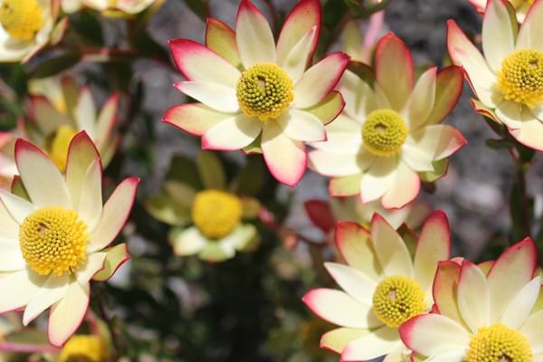 Leucadendron Sundance - Ladybird Nursery